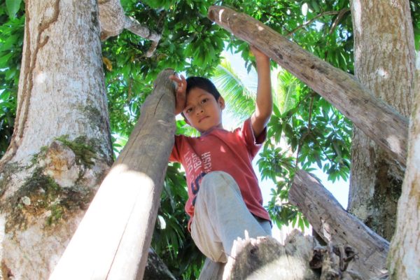 boy-on-tree